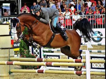 Succsessful horse Cannavaro, Rider Simone Coata
